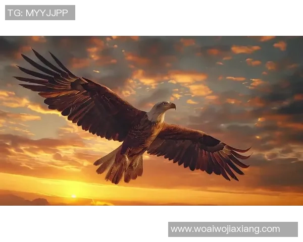 翱翔天际的王者：探秘老鹰的生存之道与自然魅力