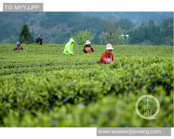 果园采摘乐趣无限，畅游自然田园体验丰收的喜悦与美好时光